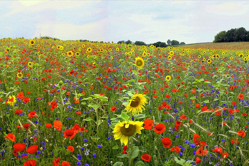 Flowers such as poppies and sunflowers in a field